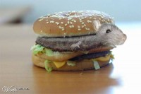 /album/cokkey-tv/hamburger-jpg/